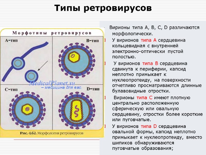 Типы ретровирусов    Вирионы типа А, В, С, D различаются морфологически. 